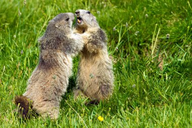 Marmot in the alps clipart