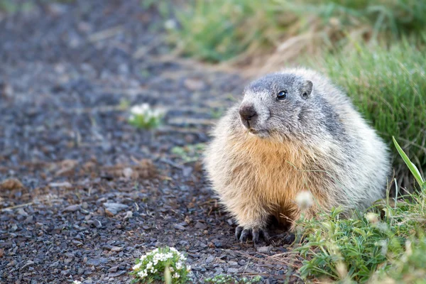 Marmot w Alpach — Zdjęcie stockowe