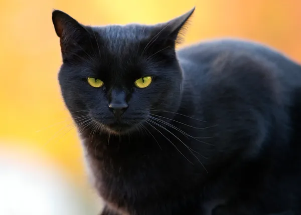 Portrait Black Cat Blurry Background — Stock Photo, Image