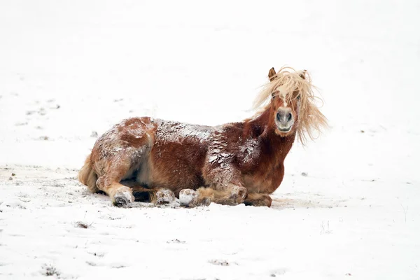 Horse in snow — Stock Photo, Image