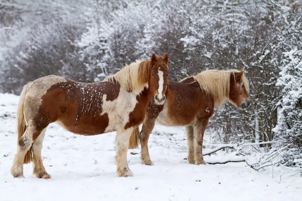 Dos caballos en invierno en un paisaje nevado — Foto de Stock