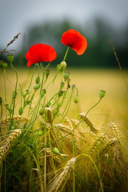 Red poppy in a barley field clipart