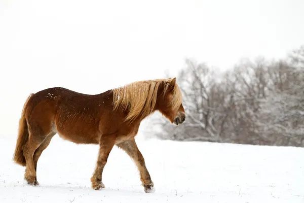 Koně Zasněžené Krajině — Stock fotografie