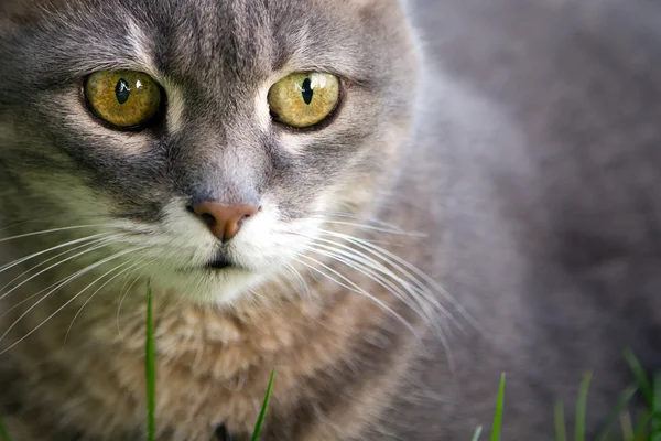 Portré Egy Fiatal Macskáról — Stock Fotó