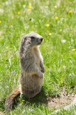 A cute marmot in the alps clipart