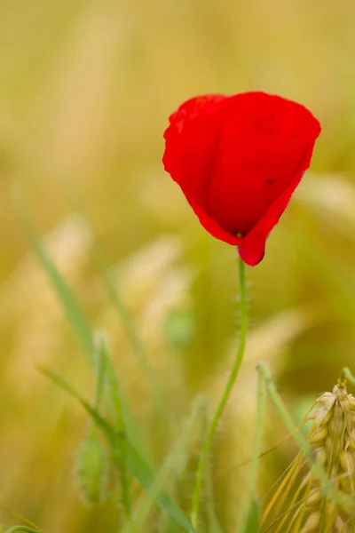 Red Poppy Barley Field — Stock Photo, Image