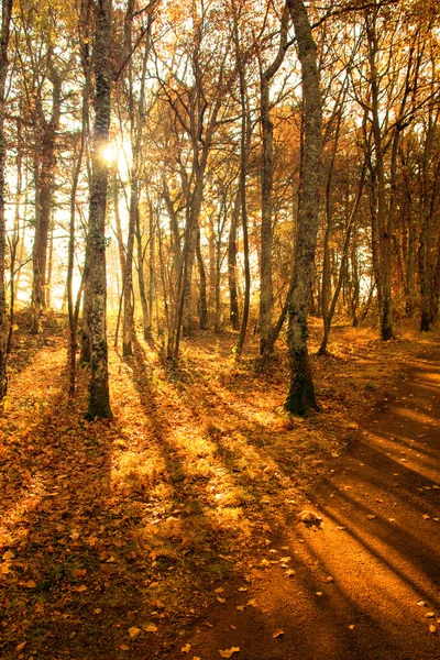 Осенний Лес — стоковое фото