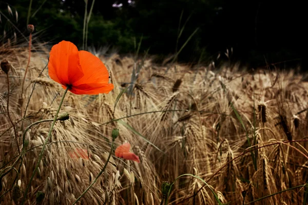 Vintage Picture Red Poppies Barley Field — Stock Photo, Image