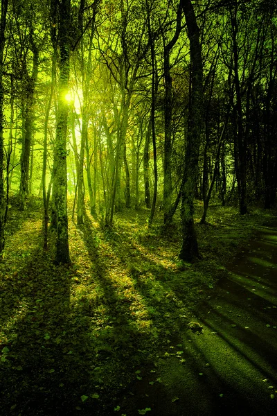 Zielony Las Świetle Poranka — Zdjęcie stockowe
