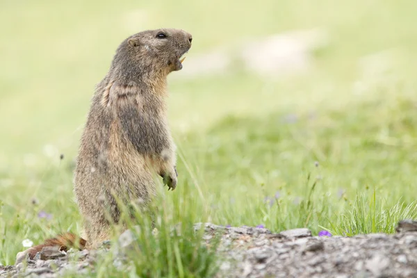 Svišť - marmota marmota — Stock fotografie