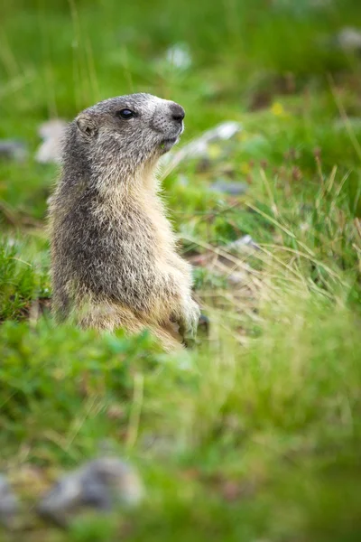 Alpenmurmeltier - marmota marmota — Stockfoto