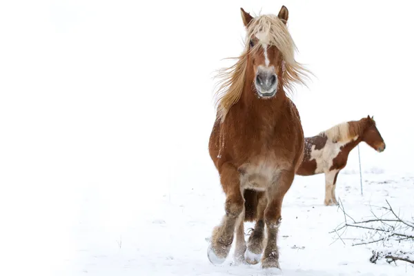 Cavallo nella neve — Foto Stock