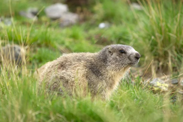 Marmot στις Άλπεις — Φωτογραφία Αρχείου