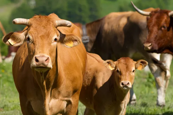 Vacas en una pradera —  Fotos de Stock