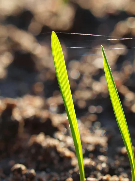 Genç tahıllar — Stok fotoğraf