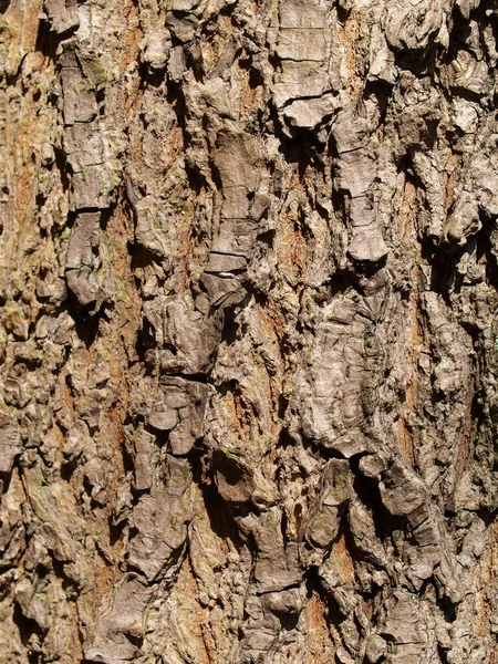 वृक्ष शेपूट — स्टॉक फोटो, इमेज