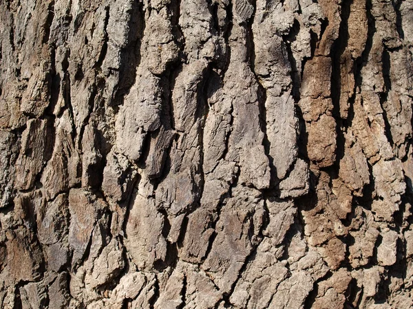 Corteza de árbol — Foto de Stock