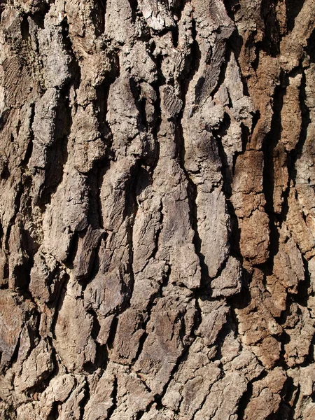 서 나 무속 나무 껍질 — 스톡 사진