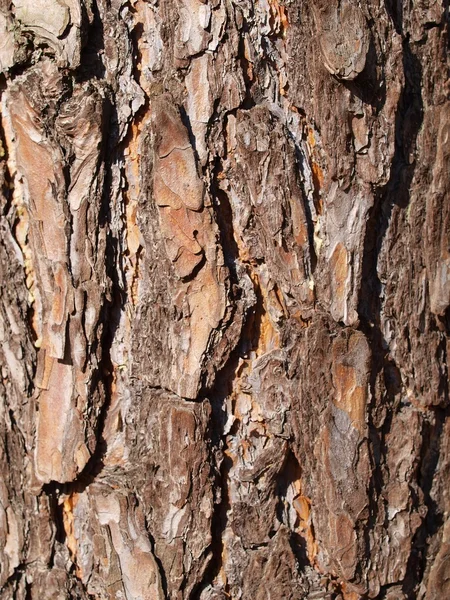 Corteccia di pino — Foto Stock