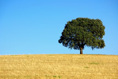 Oak tree at alentejo field. clipart