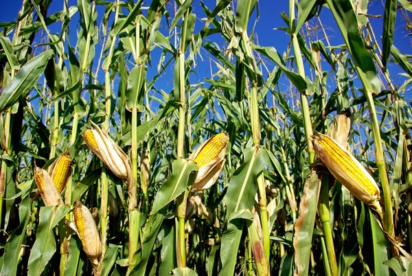 Yellow corn at portuguese farm — Stock Photo, Image