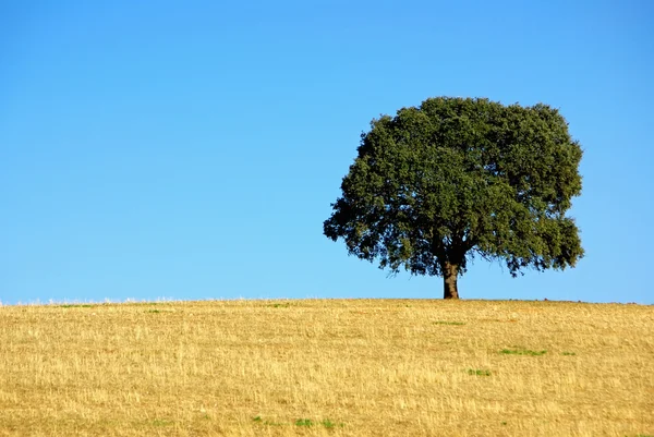 Oak tree at alentejo field. — Stock Photo, Image