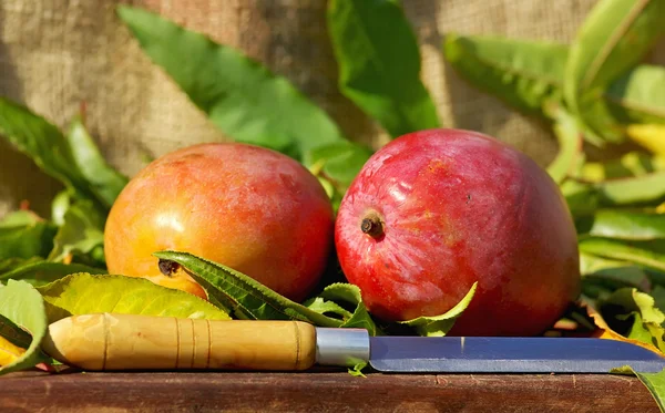 Dos frutos de mangos . — Foto de Stock