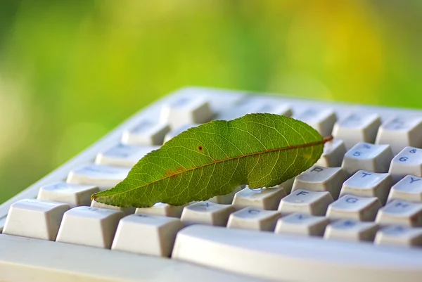 Hoja verde en el teclado . —  Fotos de Stock