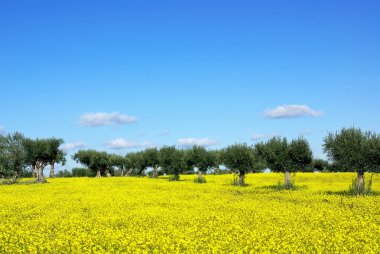 Olives tree in yellow field . clipart