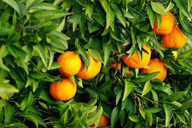 Tangerines on tree. clipart