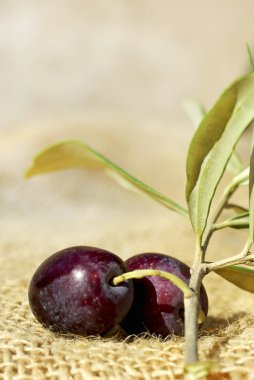 yakın çekim olgun zeytin.