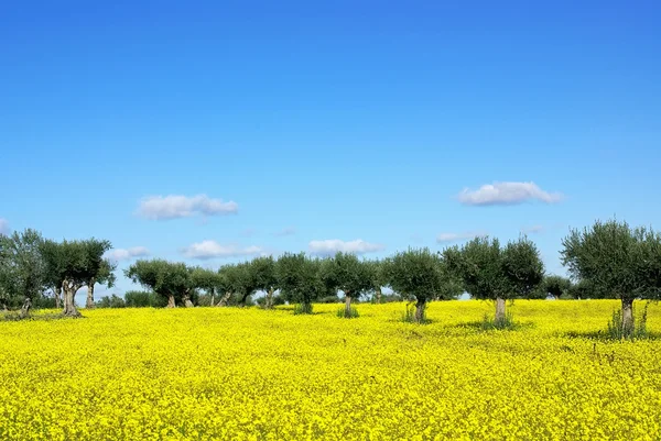 Olivos en campo amarillo  . —  Fotos de Stock