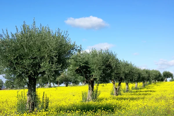 Drzewa oliwki w żółtym polu. — Zdjęcie stockowe