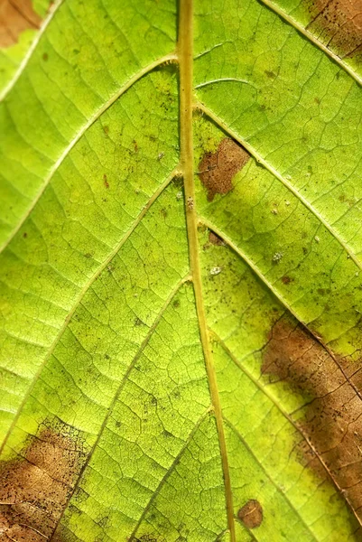 stock image Close-up of autumn leaf.