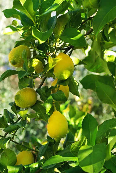 Citroner på träd. — Stockfoto