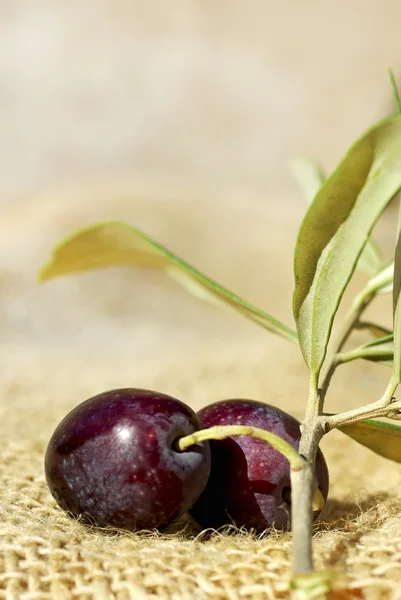 Närbild av mogna oliver. — Stockfoto