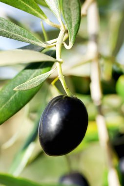 Olgun bir zeytin dalında.