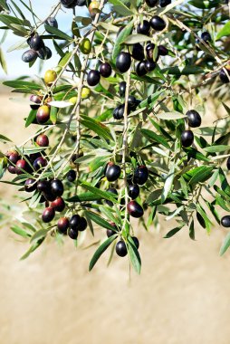 Mature olives on tree. clipart