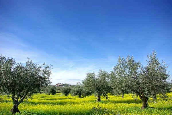 Landscape of alentejo region, Portugal. — Stock Photo, Image
