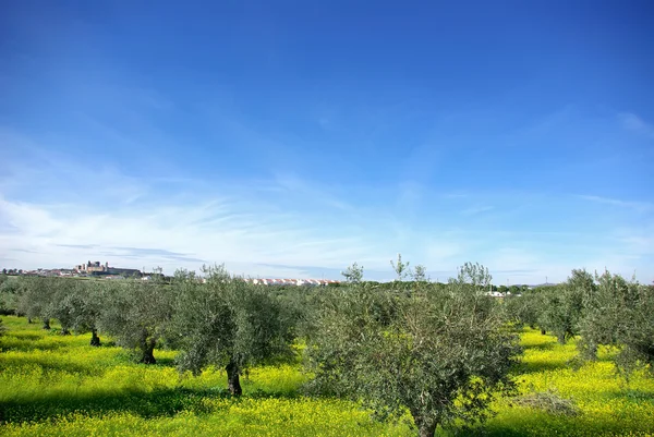 Paesaggio Della Regione Dell Alentejo Portogallo Vicino Villaggio Mourao — Foto Stock