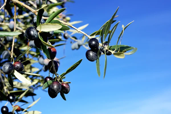 Mature olives on branch. — Stock Photo, Image