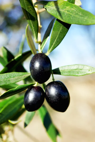 Moden oliven  . - Stock-foto