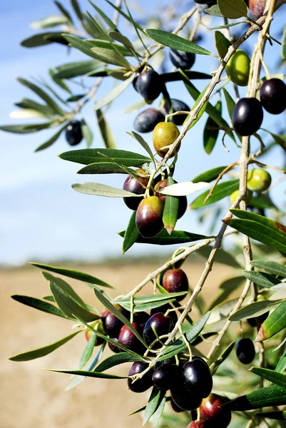 树上成熟的橄榄 — 图库照片