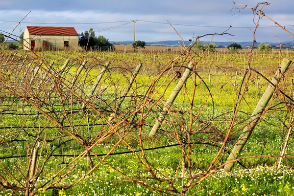 Winnica Portugalski Gospodarstwo Jesienią — Zdjęcie stockowe