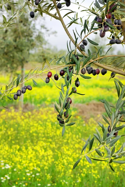 Оливки Висят Ветке Поле Алентежу — стоковое фото