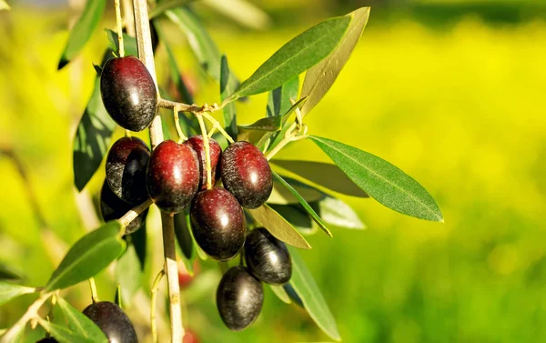 Olives hanging in branch . — Stock Photo, Image