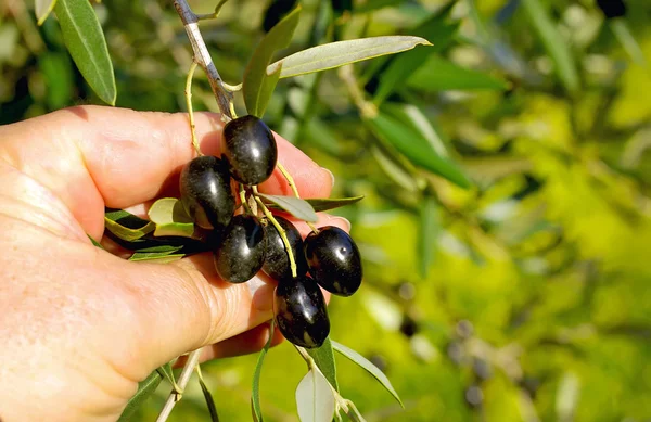 Branch Black Olives Hands — Stock Photo, Image