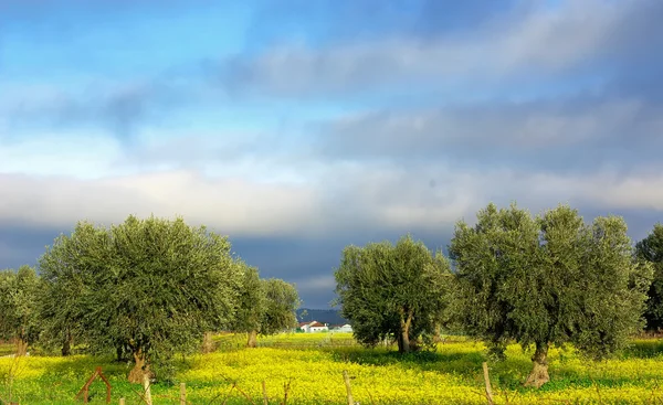 Оливковое дерево на желтом поле . — стоковое фото
