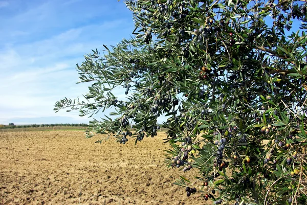 Olives Branch Portuguese Farm — Stock Photo, Image