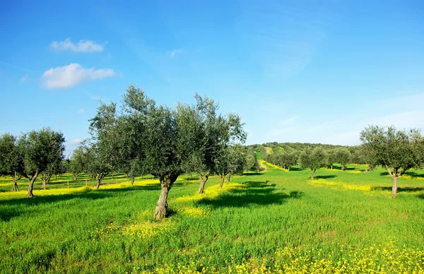 Olivy Strom Zeleném Poli Soutt Oblast Portugalska — Stock fotografie